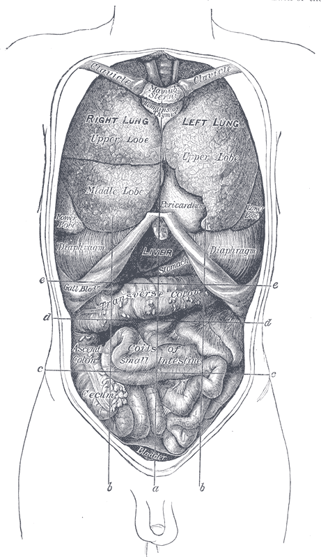 The thoracic and abdominal viscera from the front, in their natural relations.