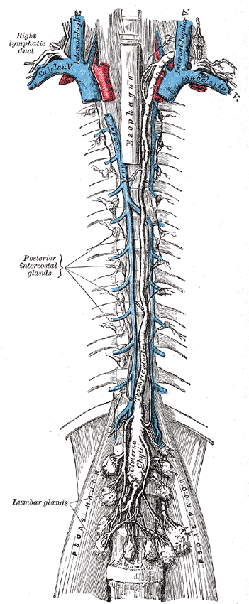 The cisterna chyli and thoracic duct, the main collecting trunk of the lymphatic system.