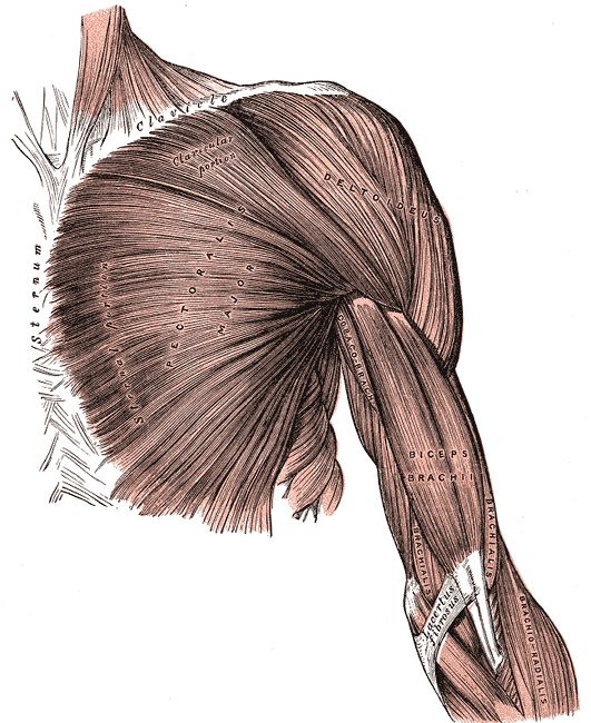 Pectoralis major, showing how a muscle runs from a broad origin to a single tendon.
