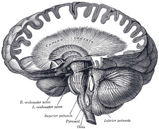 Dissection showing the course of the cerebrospinal fibres from cortex to spinal cord.
