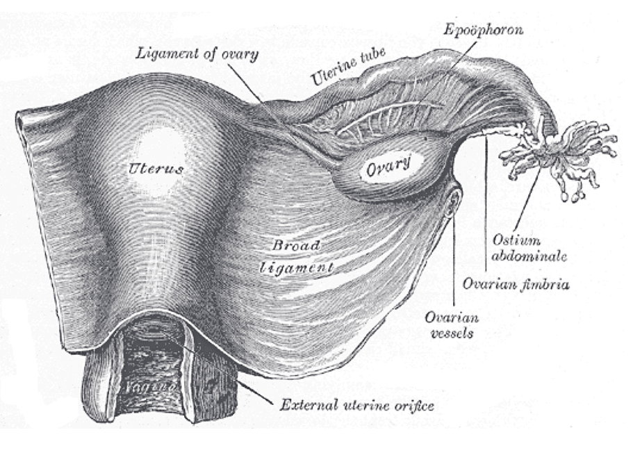 The uterus and broad ligament from behind, with the uterine tubes and ovaries in place.