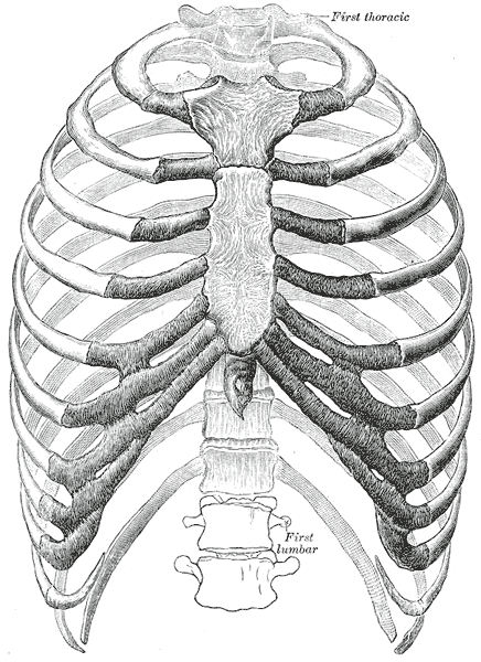 The thorax from the front: ribs, costal cartilages and sternum as one articulated cage.