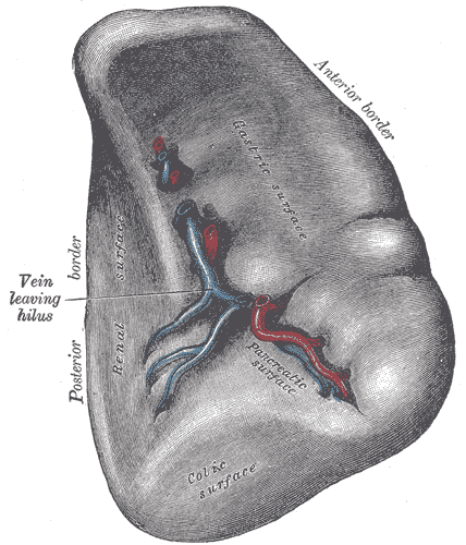 The spleen, visceral surface, showing the hilum and splenic vessels.