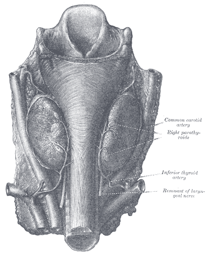 The thyroid gland seen from behind, with the parathyroid glands and inferior thyroid artery.