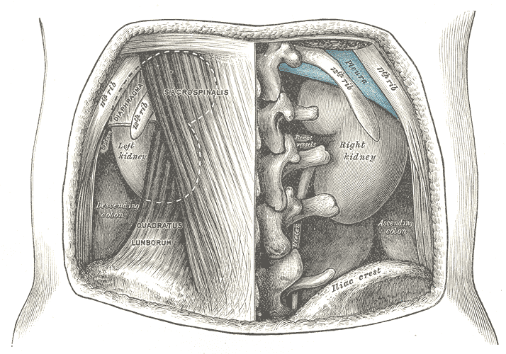 The kidneys seen from behind, with the ureters descending toward the bladder.