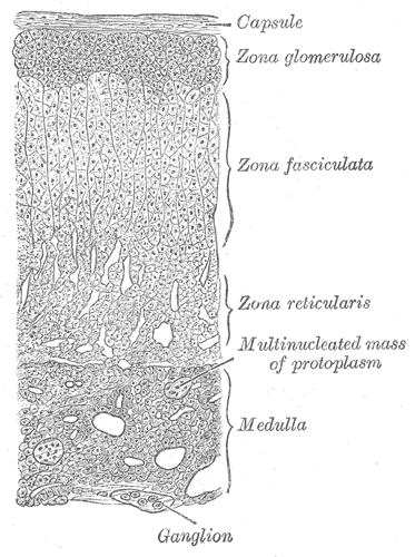Section through a suprarenal gland, showing the three cortical zones and the medulla.