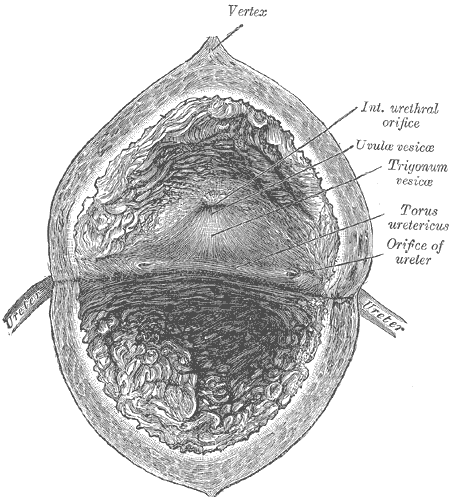 The interior of the bladder, showing the trigone between the two ureteric orifices and the internal urethral orifice.