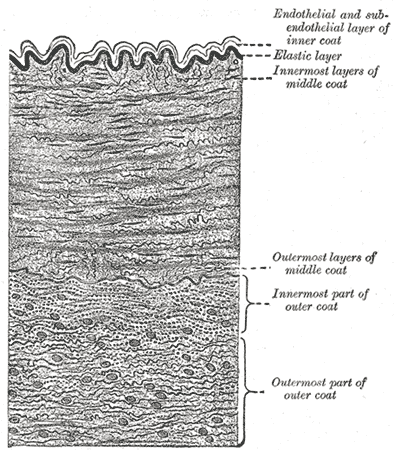 Section through the wall of an artery, with the inner, middle and outer coats named.