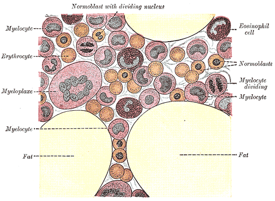 Human bone marrow, highly magnified — the tissue in which every blood cell is made.