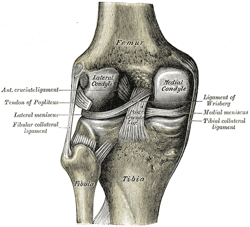The knee joint opened from the front, showing the femoral condyles and cruciate ligaments.