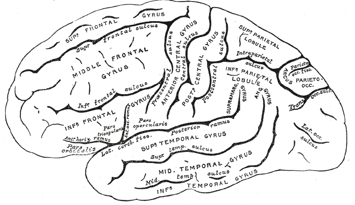 Lateral surface of the cerebral hemisphere, with the principal gyri and sulci named.