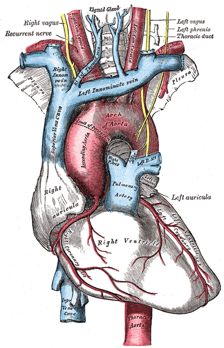 The heart and its great vessels, the pump whose electrical failure is a cardiac arrest.
