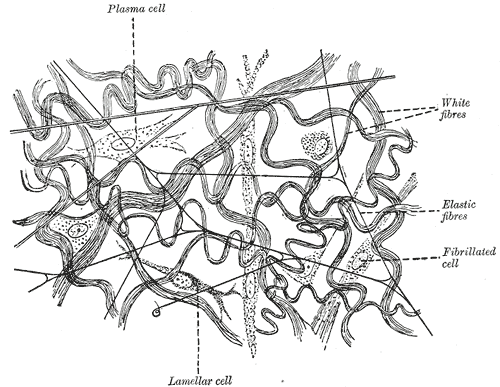 Loose subcutaneous tissue, highly magnified: collagen and elastic fibres scattered through ground substance.