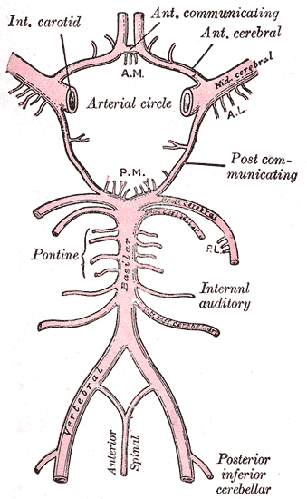 The arterial circle of Willis at the base of the brain, the collateral supply that decides how much tissue a stroke spares.