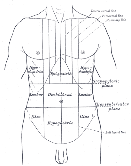 The nine abdominal regions, the map clinicians still use to place the site of a pain.