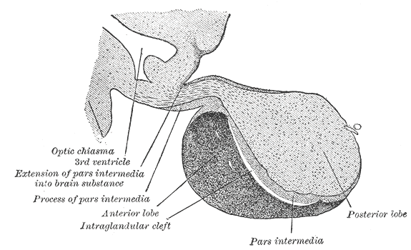 The pituitary gland in sagittal section, the hinge between the brain and the endocrine system.