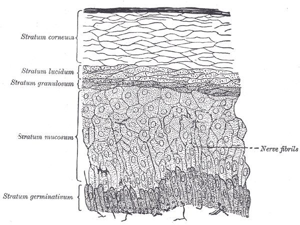 Section of the epidermis, showing the stacked layers of a stratified squamous epithelium.