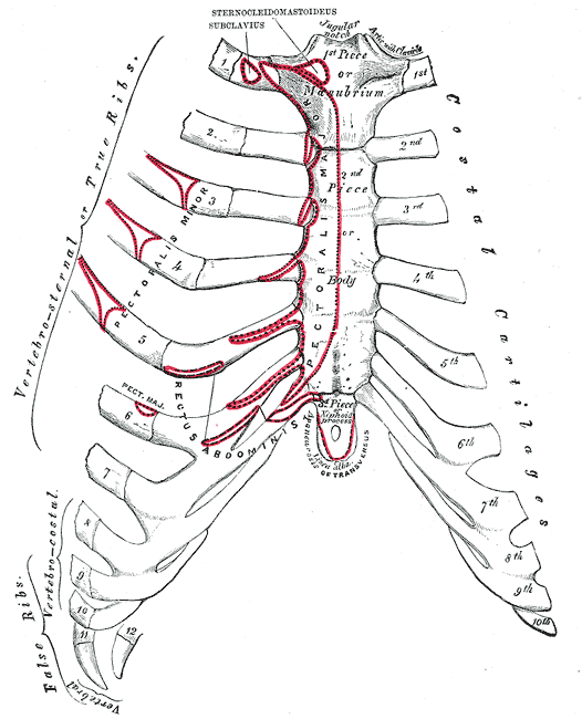 The anterior surface of the sternum and costal cartilages — the centre of the chest, where compressions are given.