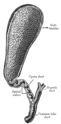 The gall-bladder and bile ducts laid open, showing the cystic duct and its spiral valves.