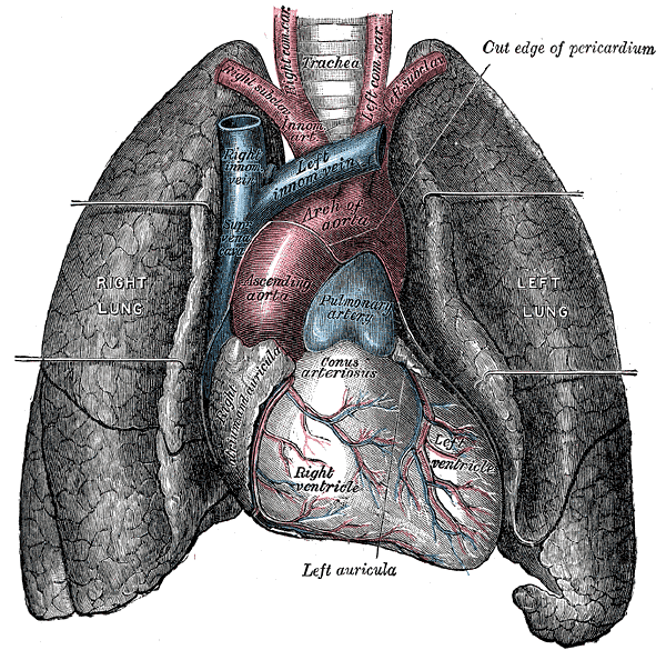 The heart and great vessels in situ, seen from the front with the lungs retracted.
