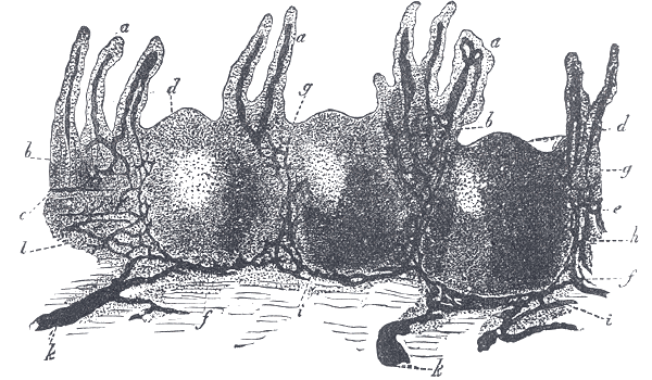 Vertical section through an aggregated lymphatic nodule, the lymphoid tissue of the gut wall.
