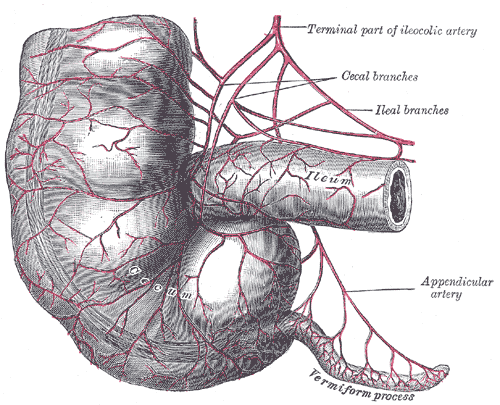 The caecum, ileum and ascending colon with their arterial supply.