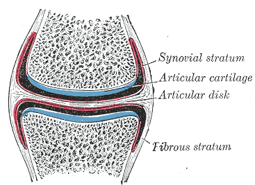 A synovial joint in section: articular cartilage, the joint cavity, and the enclosing capsule.