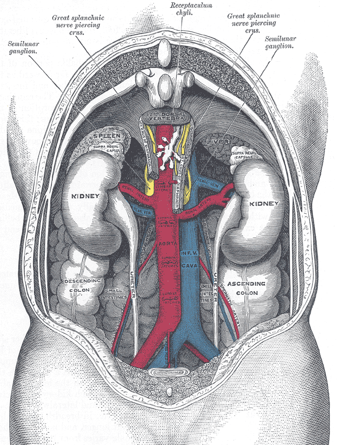 The kidneys and great vessels in situ on the posterior abdominal wall.