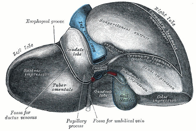 Visceral surface of the liver, showing the lobes, gallbladder and porta hepatis.