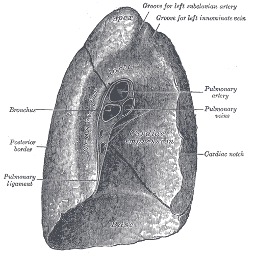 Mediastinal surface of the left lung, showing the hilum and cardiac impression.
