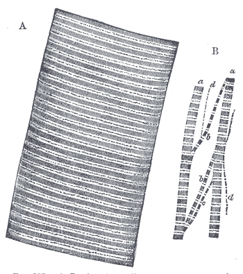 A human muscle fibre magnified nearly 800 diameters, with the myofibrils teased apart below.