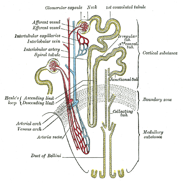Scheme of the renal tubule and its blood supply, from glomerulus to collecting duct.