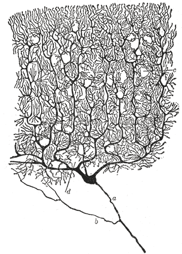 A cerebellar Purkinje cell after Cajal, showing the axon, the collateral, and the dendritic tree.