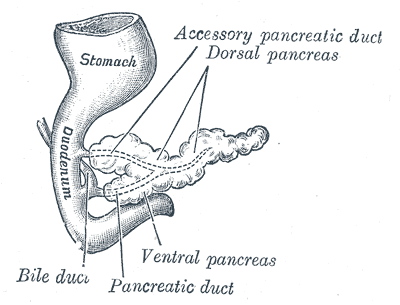 The pancreas and duodenum, showing the main and accessory pancreatic ducts.