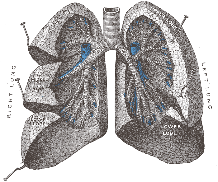 The bronchi and bronchioles, with the lungs drawn apart to expose the branching airway.