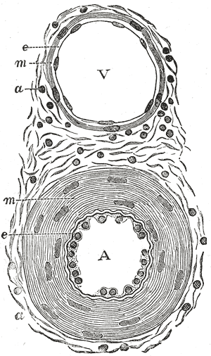 Transverse section through a small artery and vein, the microcirculation that leaks and dilates in sepsis.