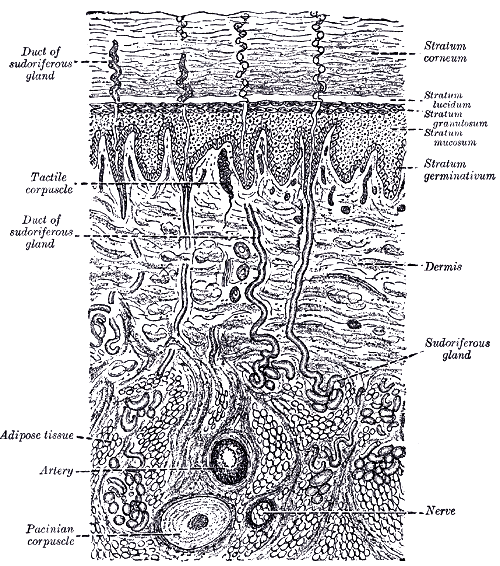 Vertical section through the skin, showing epidermis, dermis and the appendages.