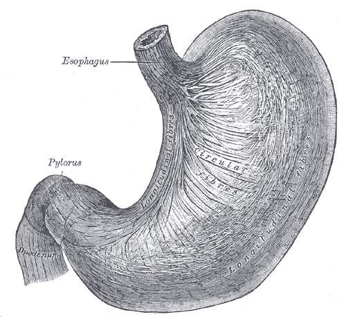 The stomach seen from the front, from the cardia through the body to the pylorus.